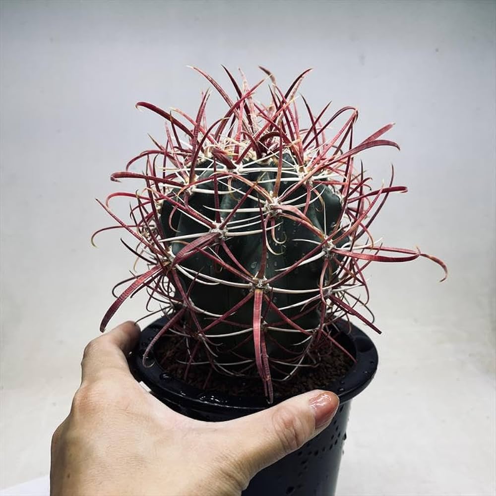 PLANTING RAINBOW サボテン フェロカクタス 神仙玉b PLANTING RAINBOW